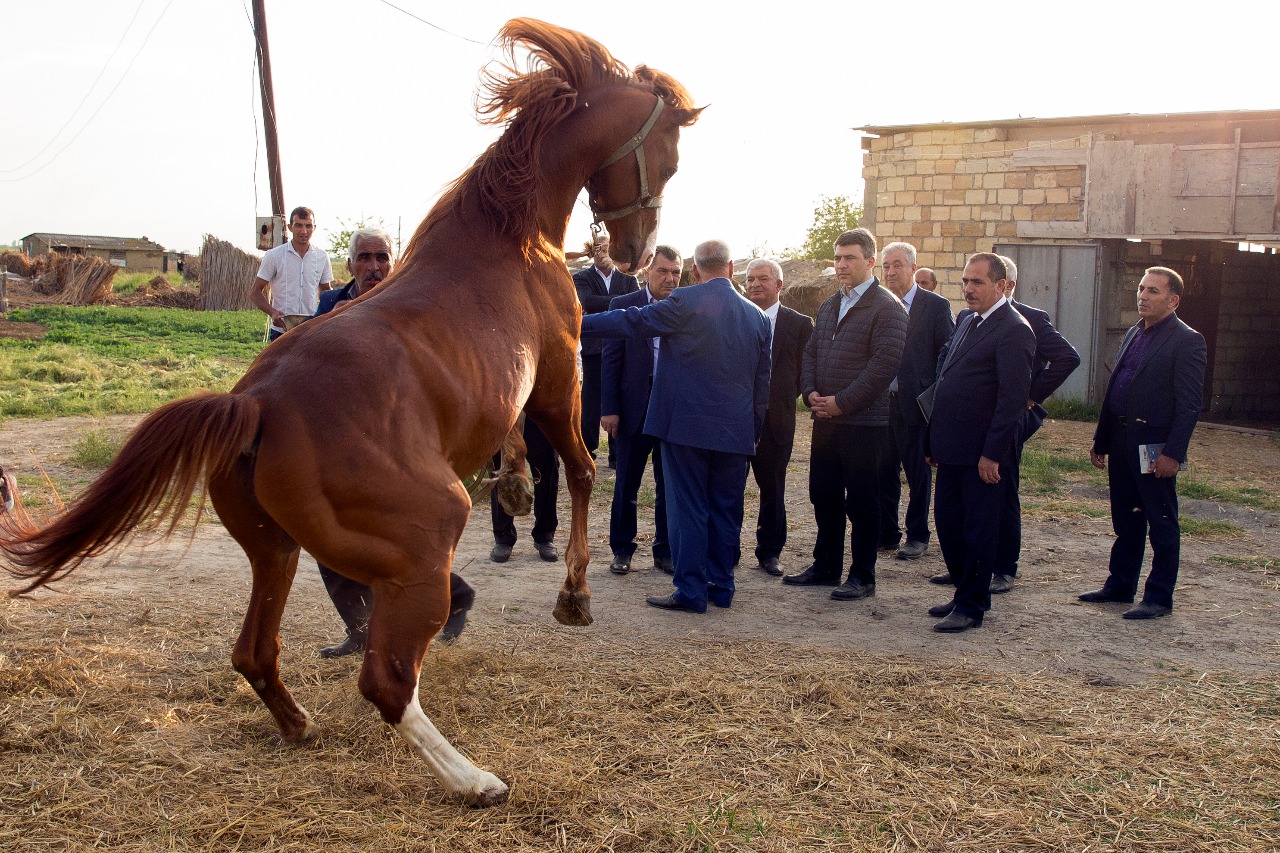 Nazir atçılıq kompleksində    - FOTOLAR